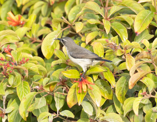Pemba Sunbird (Cinnyris pembae), photo 7