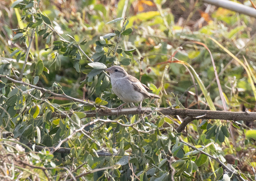 House Sparrow