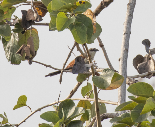 White-browed Coucal