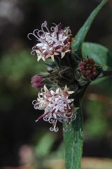 Lagascea heteropappus