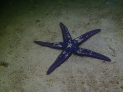 Astropecten preissi