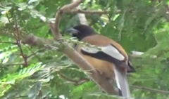 Dendrocitta vagabunda