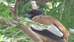 Dendrocitta vagabunda