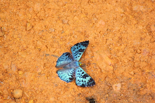 black-patch bluemark