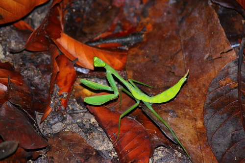 Macromantis hyalina