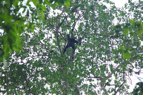 Black-faced Black Spider Monkey