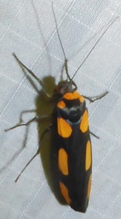 Monosyntaxis holmanhunti