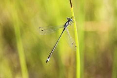 Lestes australis