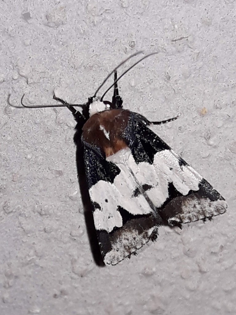 Bryolymnia roma