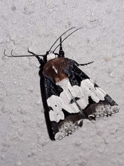 Bryolymnia roma