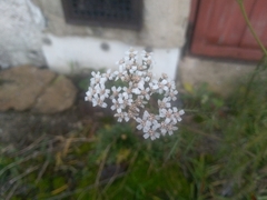 Achillea millefolium