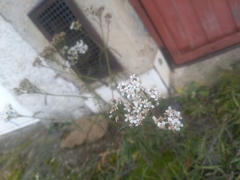 Achillea millefolium
