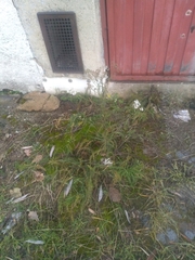 Achillea millefolium