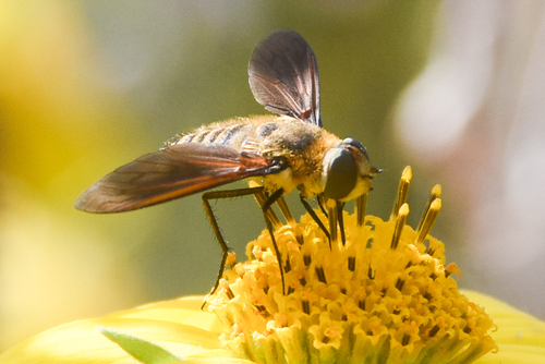 Unknown species found near Flycatcher Trail Outdoor Classroom and Demonstration Garden, Jenks High School, Jenks, OK, USA
