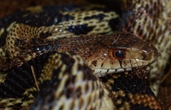 Mexican Bull Snake photo 3