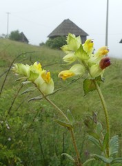 Rhinanthus rumelicus
