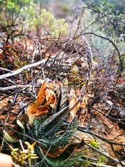 Gasteria brachyphylla