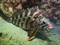 Goniistius rubrolabiatus