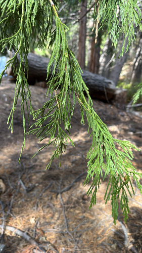 iNaturalist observation photo of California incense-cedar