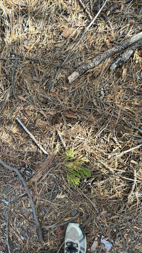 iNaturalist observation photo of California incense-cedar