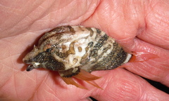 Rhamphocottus richardsonii