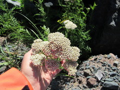 Achillea millefolium image