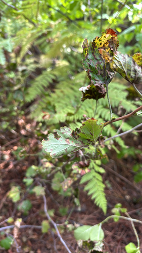 iNaturalist observation photo of Dicots