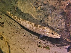 Sillaginodes punctatus