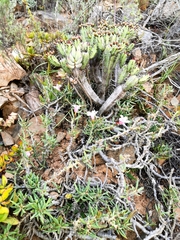 Pachypodium bispinosum