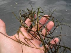 Potamogeton compressus