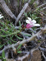 Pachypodium bispinosum