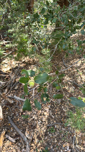 iNaturalist observation photo of canyon live oak