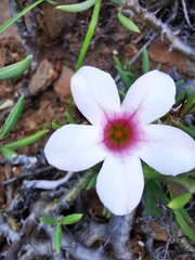 Pachypodium bispinosum