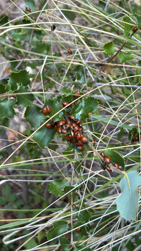iNaturalist observation photo of Convergent Lady Beetle