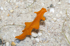 Phrikoceros baibaiye