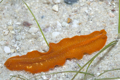 Phrikoceros baibaiye