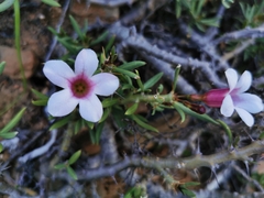 Pachypodium bispinosum