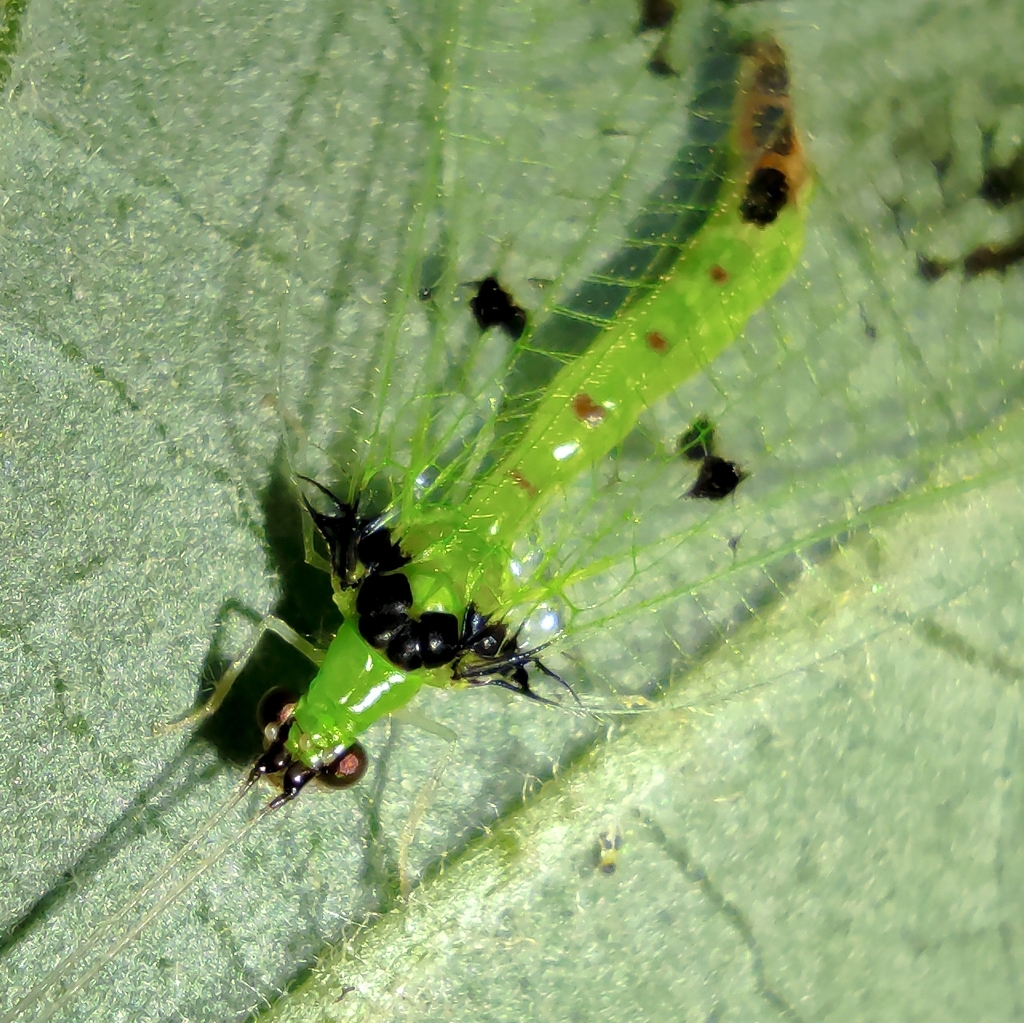 Santocellus