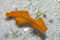 Phrikoceros baibaiye