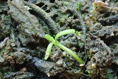 Callitriche marginata