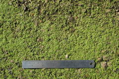 Callitriche marginata