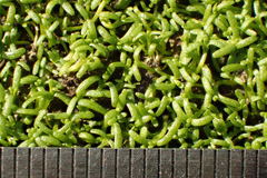 Callitriche marginata