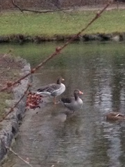 Anser anser