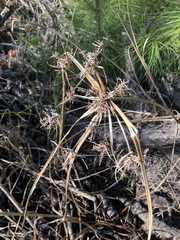 Cyperus odoratus image