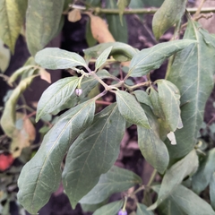 © MANUEL GOMEZ, some rights reserved (CC-BY-NC)