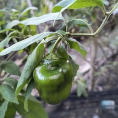 © MANUEL GOMEZ, some rights reserved (CC-BY-NC)