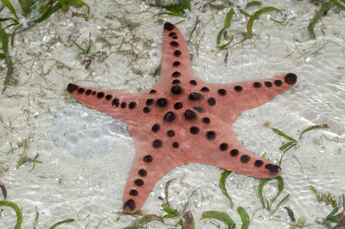 Chocolate Chip Sea Star, photo 3 of 7
