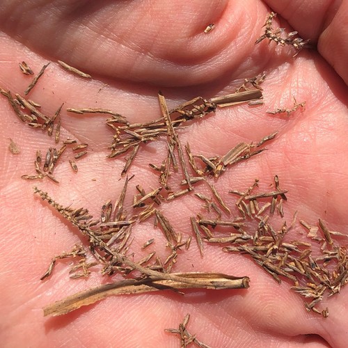 Cyperus odoratus image