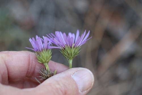 Tall Townsend Daisy (Townsendia eximia)
