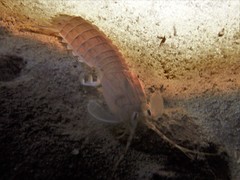 Squillidae